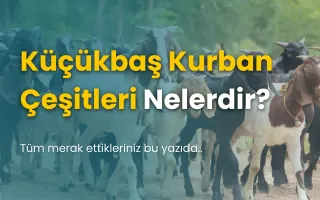 Küçükbaş Kurban Bağışı: İyiliğe Giden En Anlamlı Yol