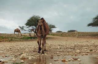 Deve Kurbanı Kaç Hisse Olur?
